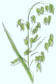 Avoine