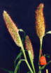 Millet : nom donn&eacute; &agrave; une c&eacute;r&eacute;ale qui n'est plus cultiv&eacute;e en France que localement, mais qui reste d'un grand usage en Afrique. 
