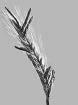 Seigle : C&eacute;r&eacute;ale des sols pauvres, tr&egrave;s cultiv&eacute;e autrefois pour sa  rusticit&eacute; et sa r&eacute;sistance au froid. Concurrenc&eacute;e aujourd'hui par le bl&eacute;. Utilisation: alimentation humaine et animale pour le grain; paille recherch&eacute;e pour sa solidit&eacute; et sa r&eacute;gularit&eacute; (couverture et cannage).